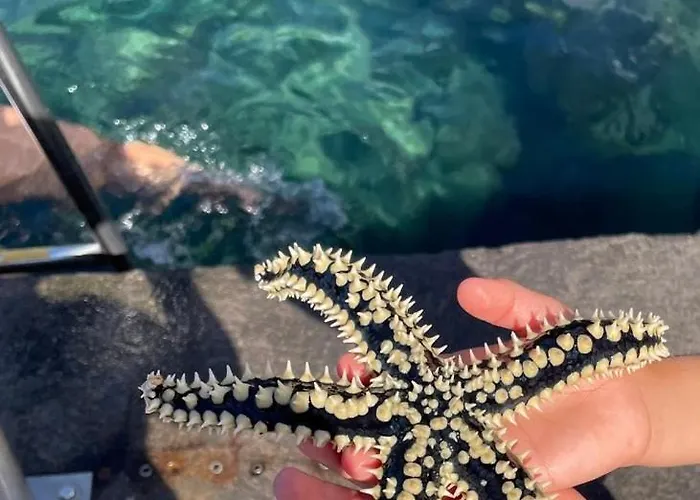 Casa Da Petra Urzelina